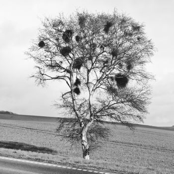 Træet på fyn